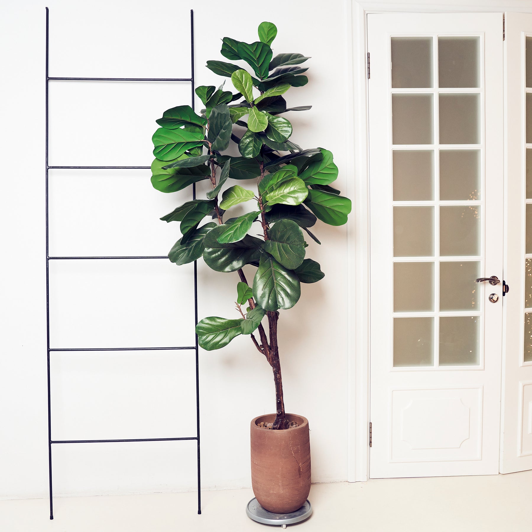 Ficus Lyrata - Ficus Lyrata - Ficus