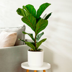 Ficus Lyrata - Ficus Lyrata - Willemse