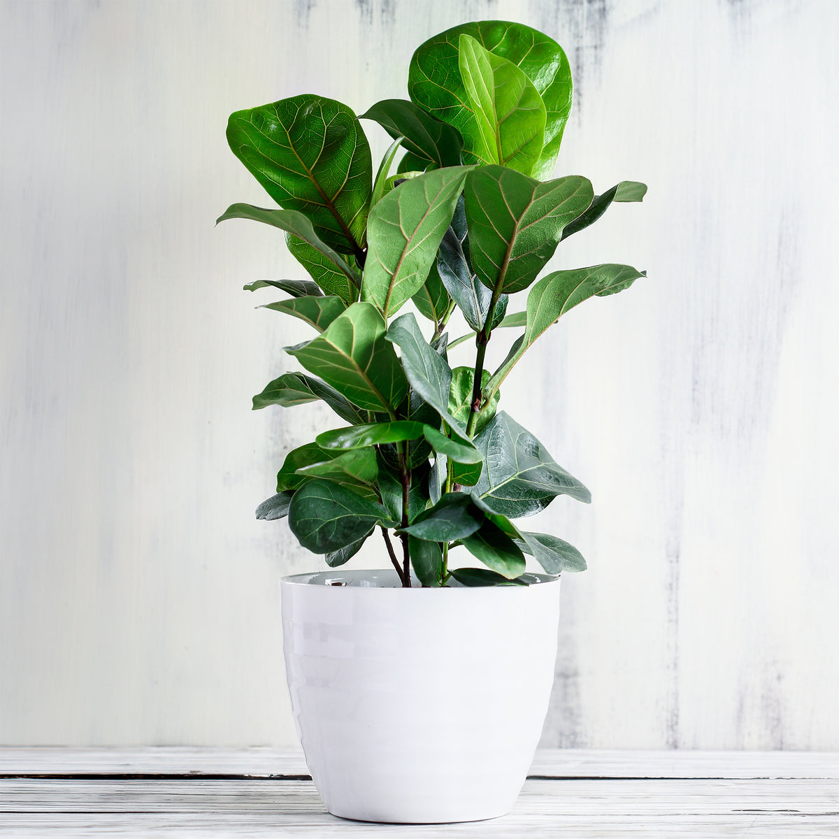Ficus Lyrata - Willemse