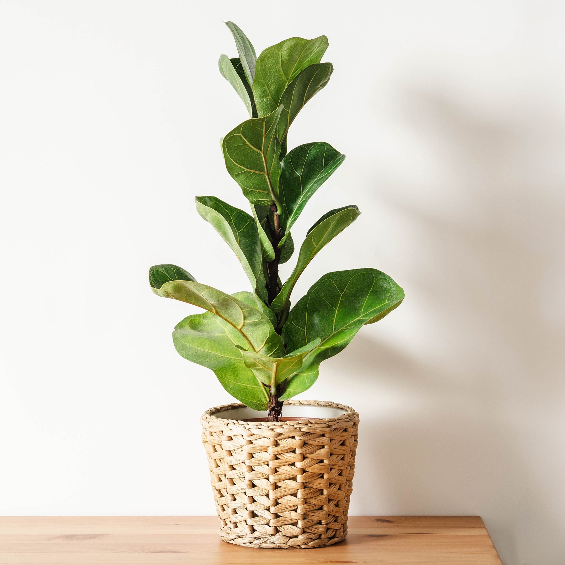 Ficus - Ficus Lyrata - Ficus Lyrata