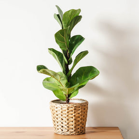 Ficus - Ficus Lyrata - Ficus Lyrata