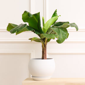 Vente Ficus Lyrata - Ficus Lyrata