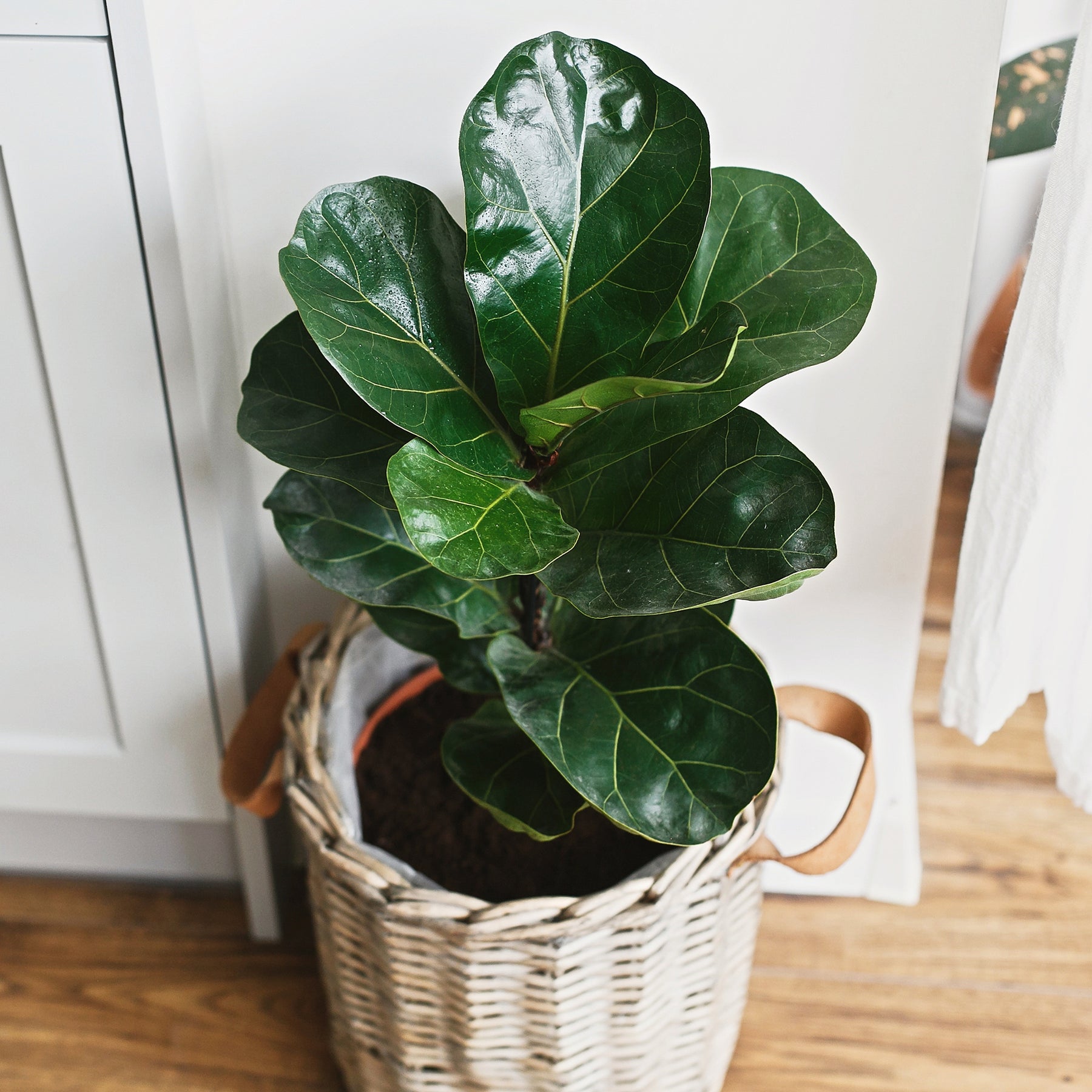 Vente Ficus Lyrata