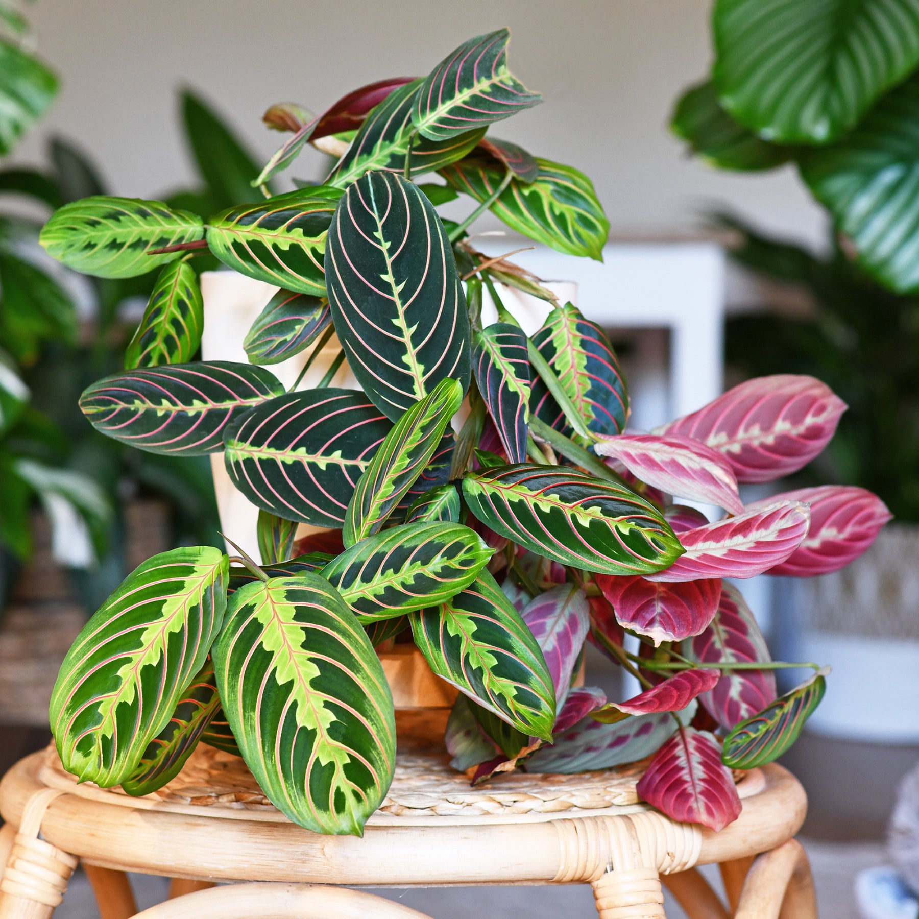 Maranta leuconeura fascinator - Willemse