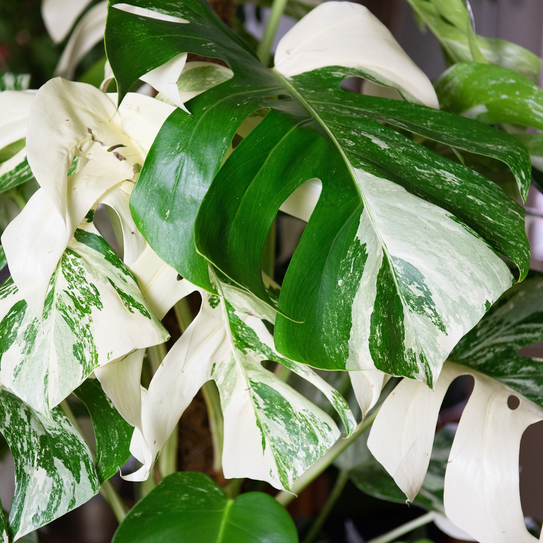 Monstera Deliciosa Variegata - Monstera Deliciosa Variegata - Philodendron