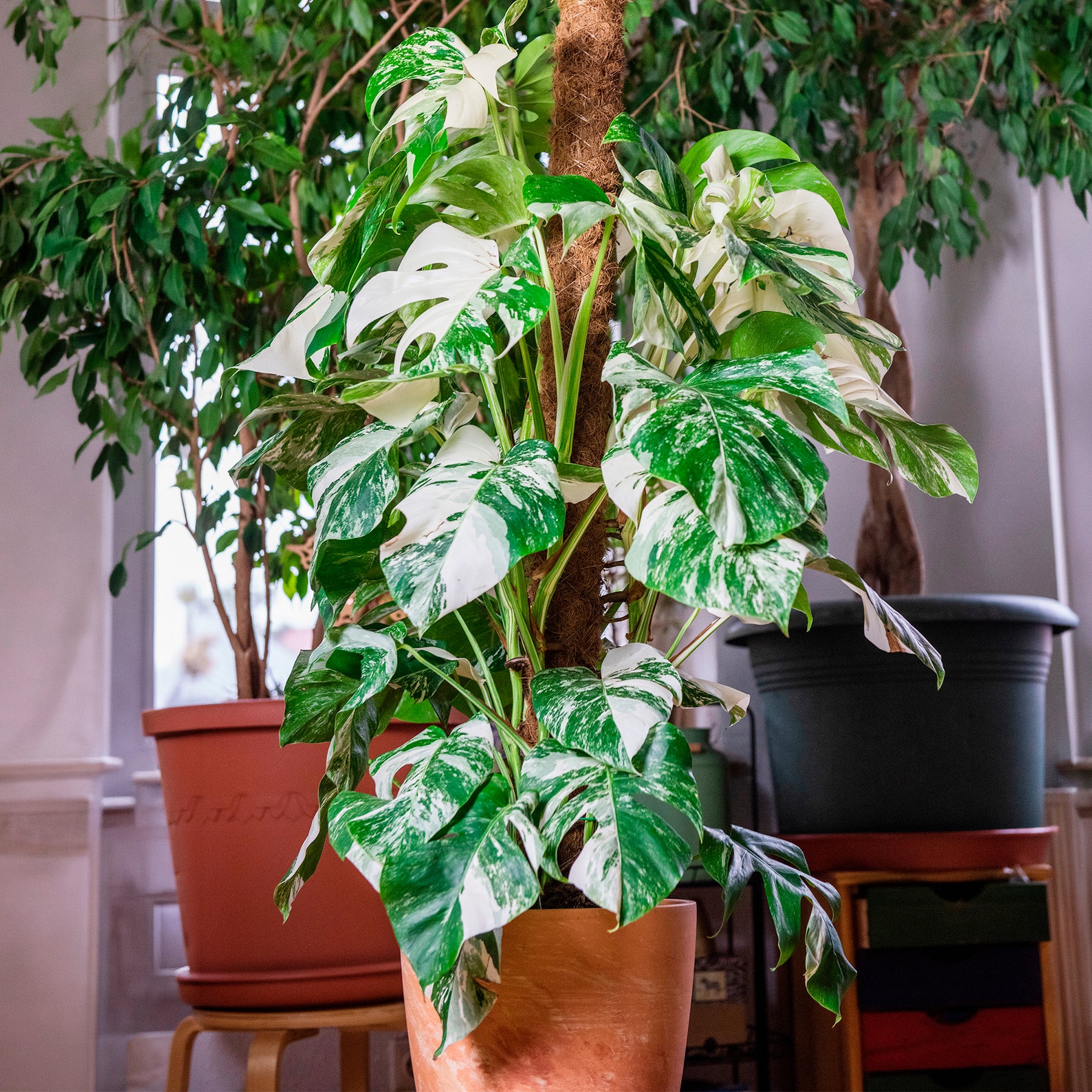 Monstera Deliciosa Variegata - Monstera Deliciosa Variegata - Willemse