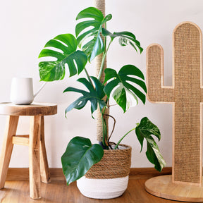 Monstera Deliciosa Variegata - Willemse