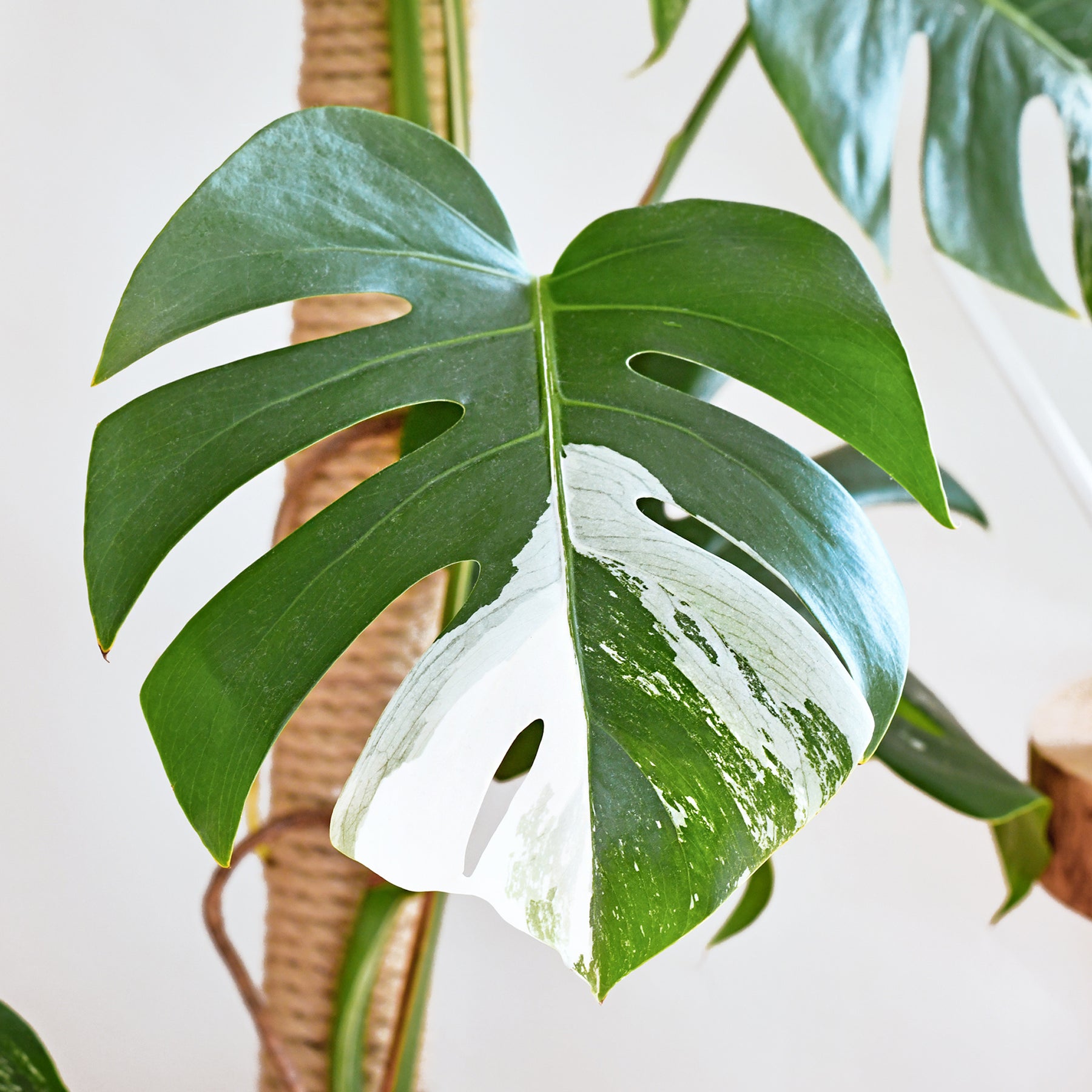 Philodendron - Monstera Deliciosa Variegata - Monstera Deliciosa Variegata