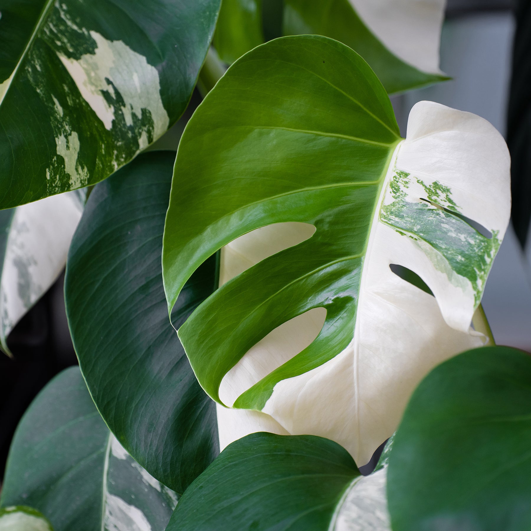 Vente Monstera Deliciosa Variegata - Monstera Deliciosa Variegata