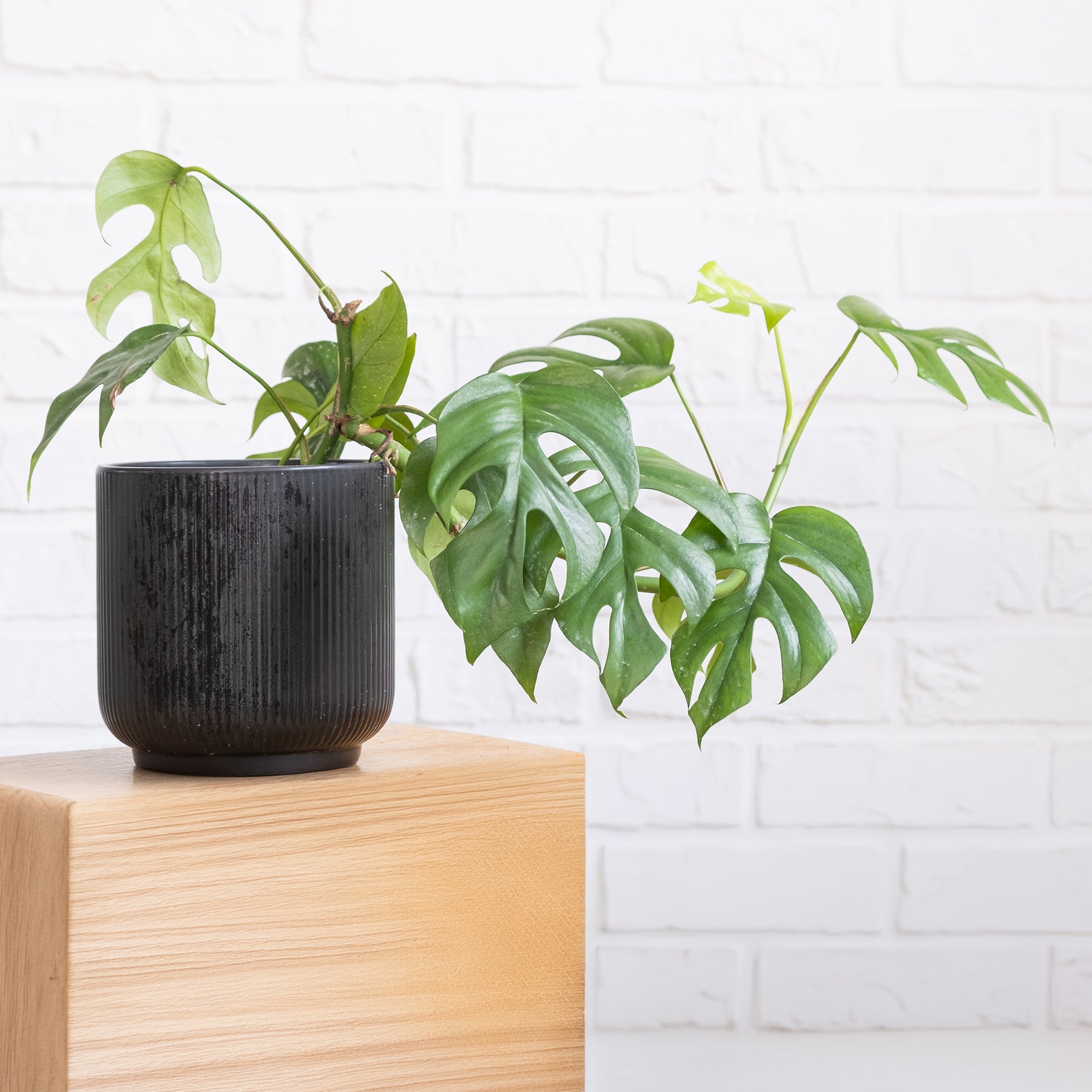 Monstera Minima - Willemse