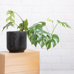 Monstera Minima - Willemse