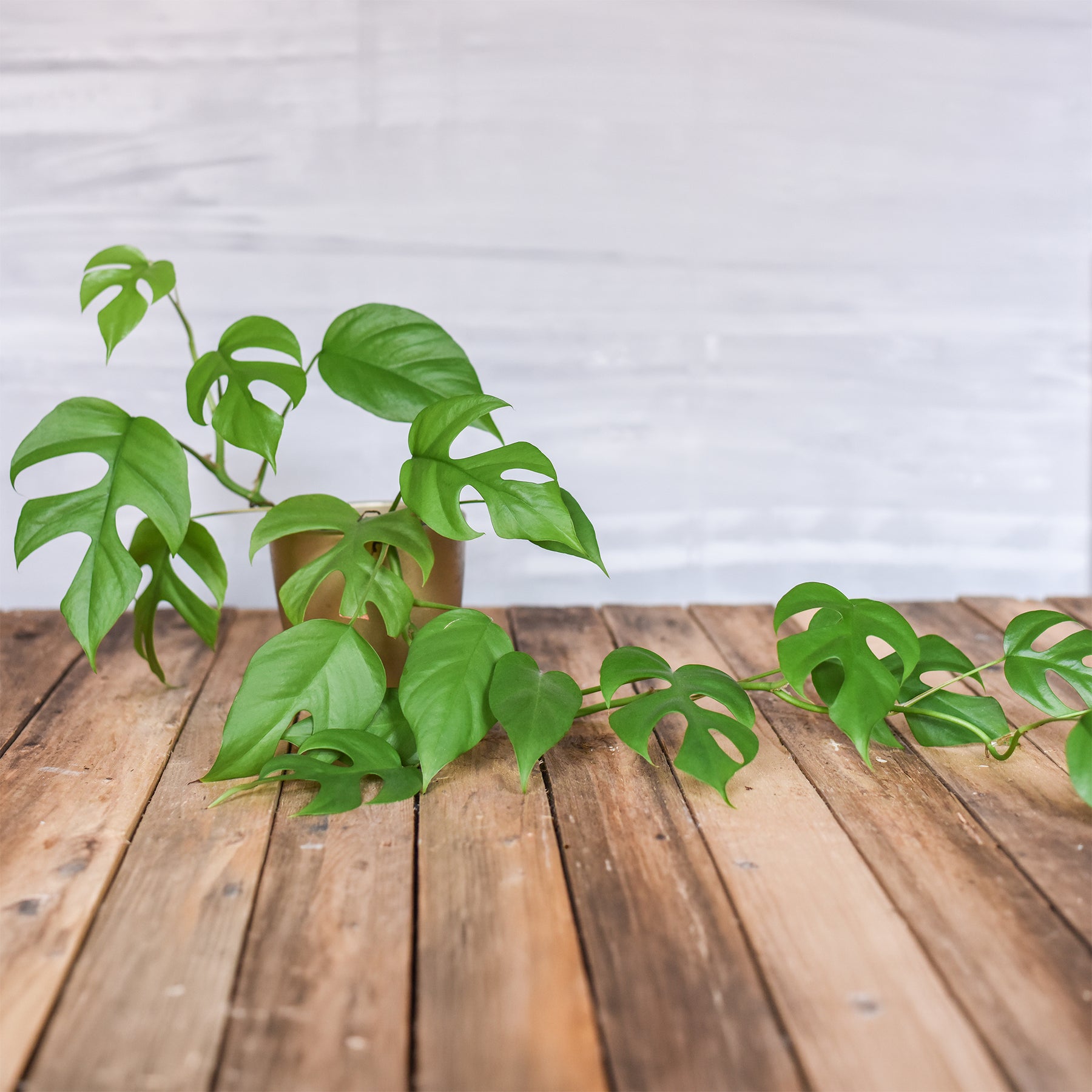 Monstera Minima - Monstera Minima - Willemse