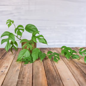 Monstera Minima - Monstera Minima - Willemse