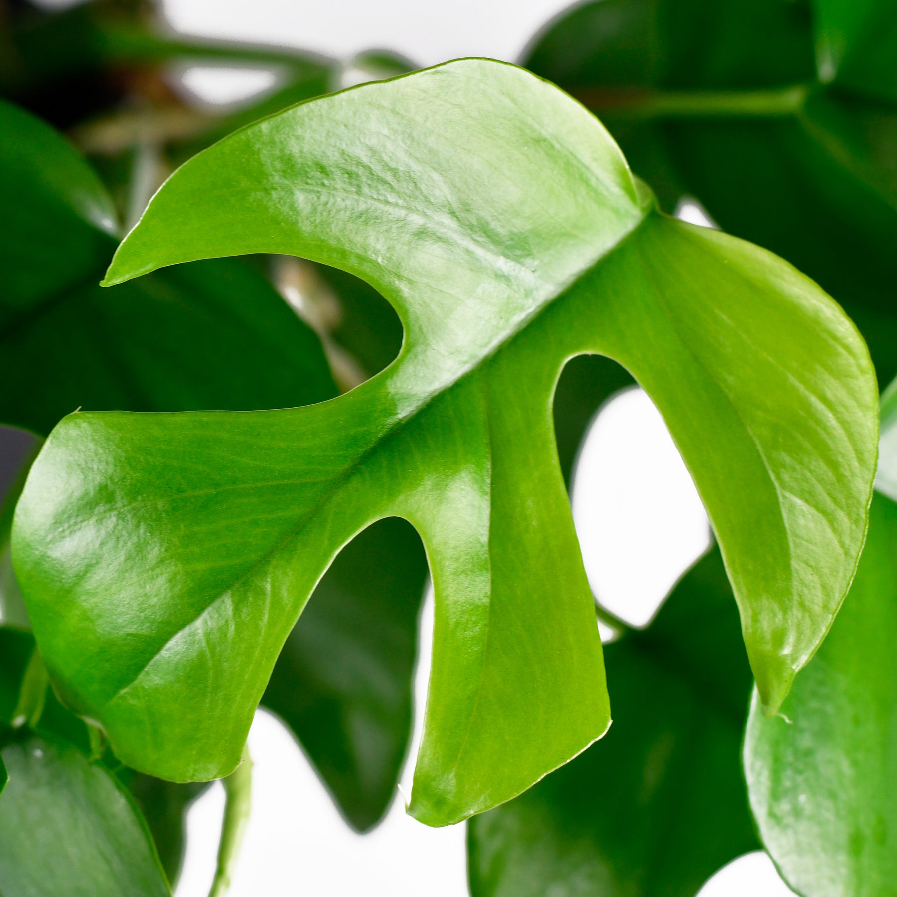 Philodendron - Monstera Minima - Monstera Minima