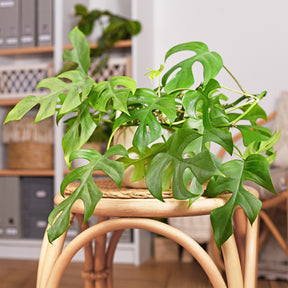 Monstera Minima - Monstera Minima - Philodendron