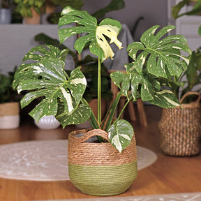 Monstera Thai Constellation - Willemse