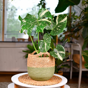 Philodendron - Monstera Thai Constellation - Monstera Thai Constellation