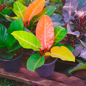 Philodendron Prince of Orange - Philodendron Prince of Orange - Willemse