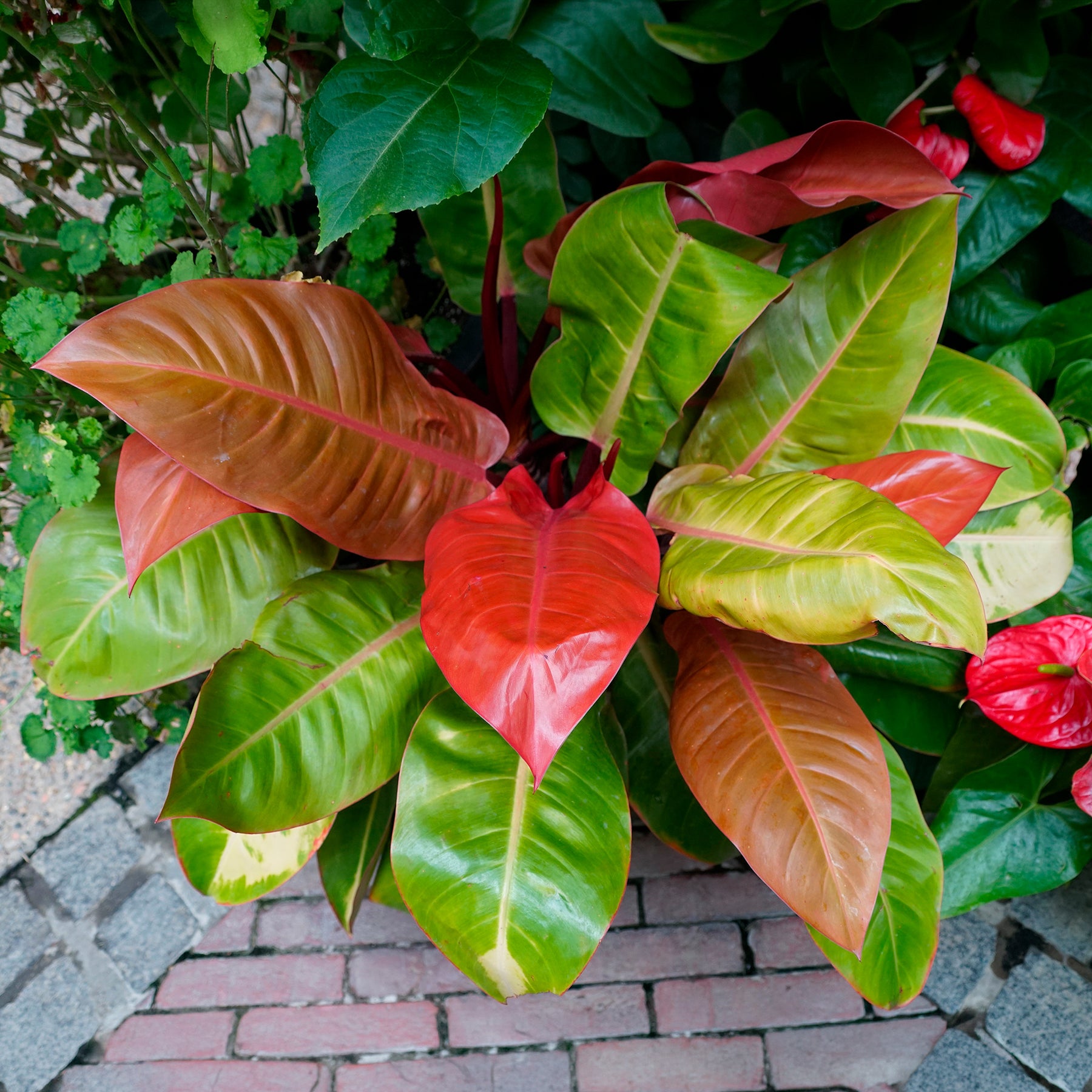 Philodendron Prince of Orange - Willemse
