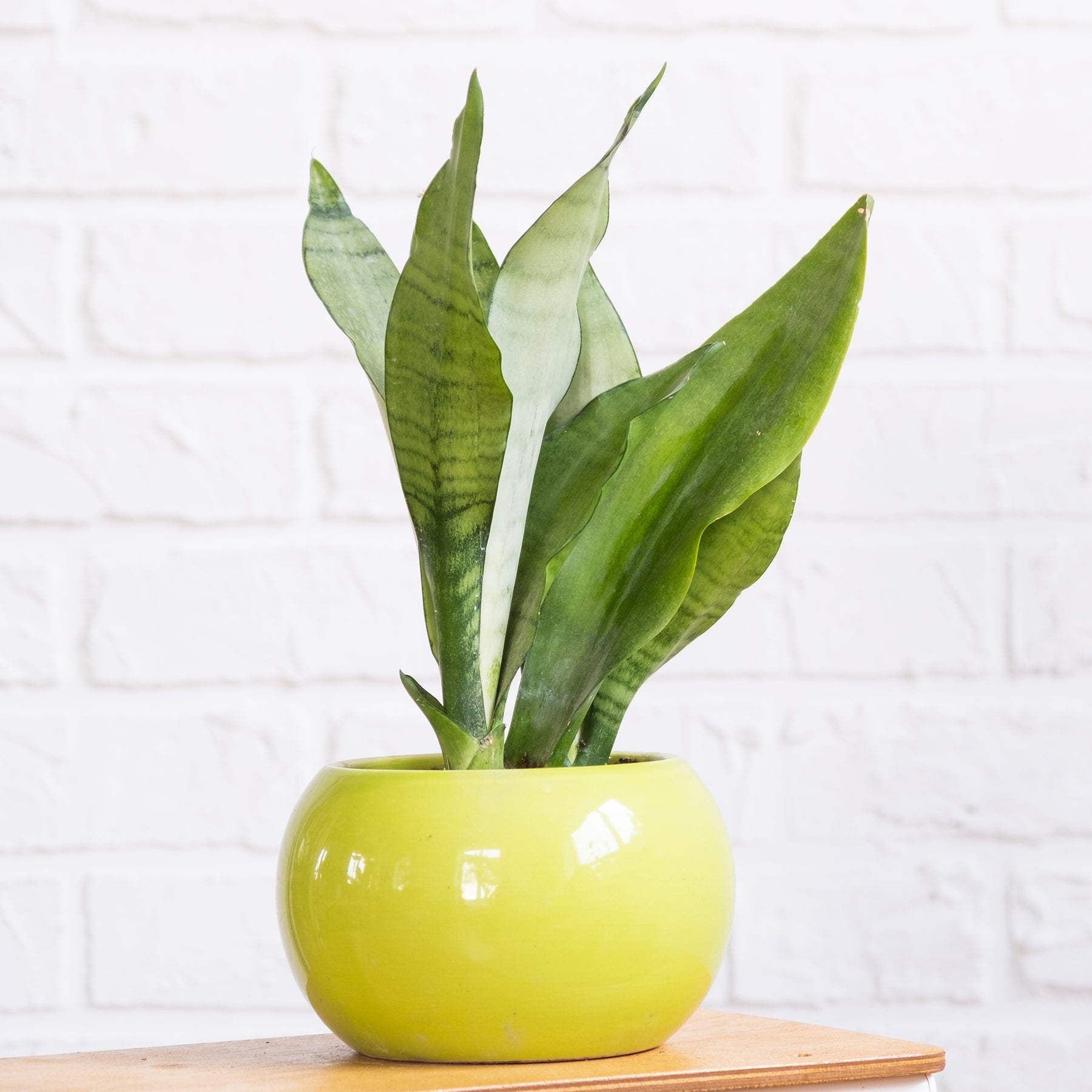 Sansevieria Moonshine - Willemse