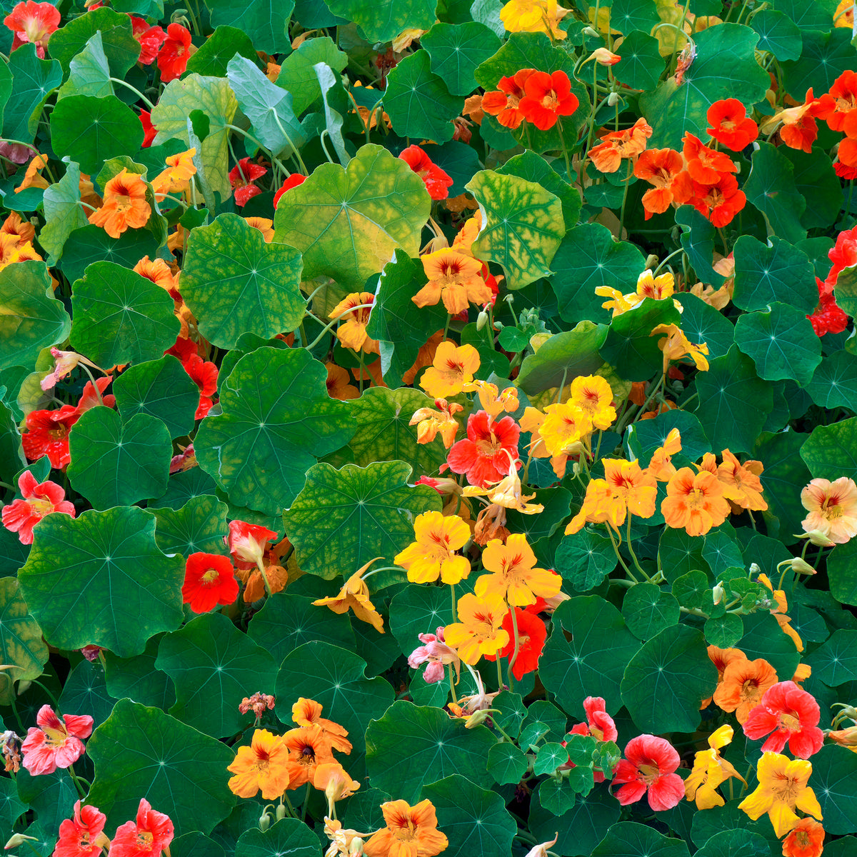 Capucine jaune - Willemse