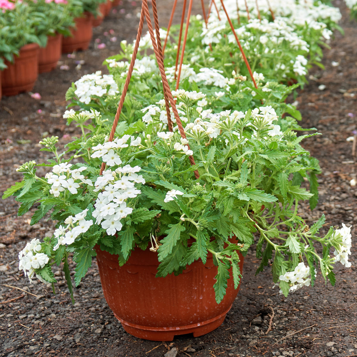 Verveine Blanche - Verbena pendula - Willemse