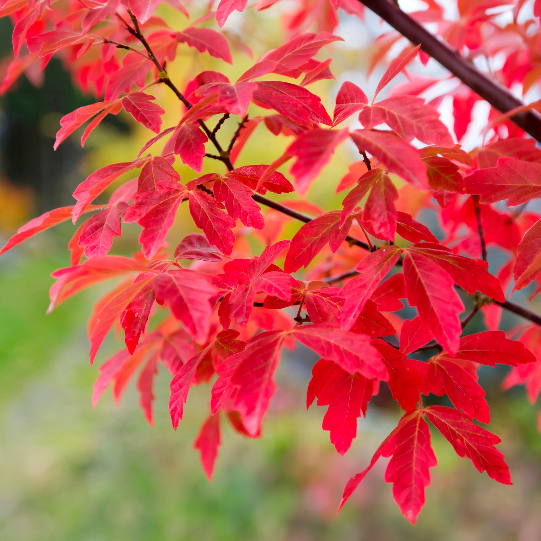 Acer griseum - Érable à écorce de papier - Erable du Japon