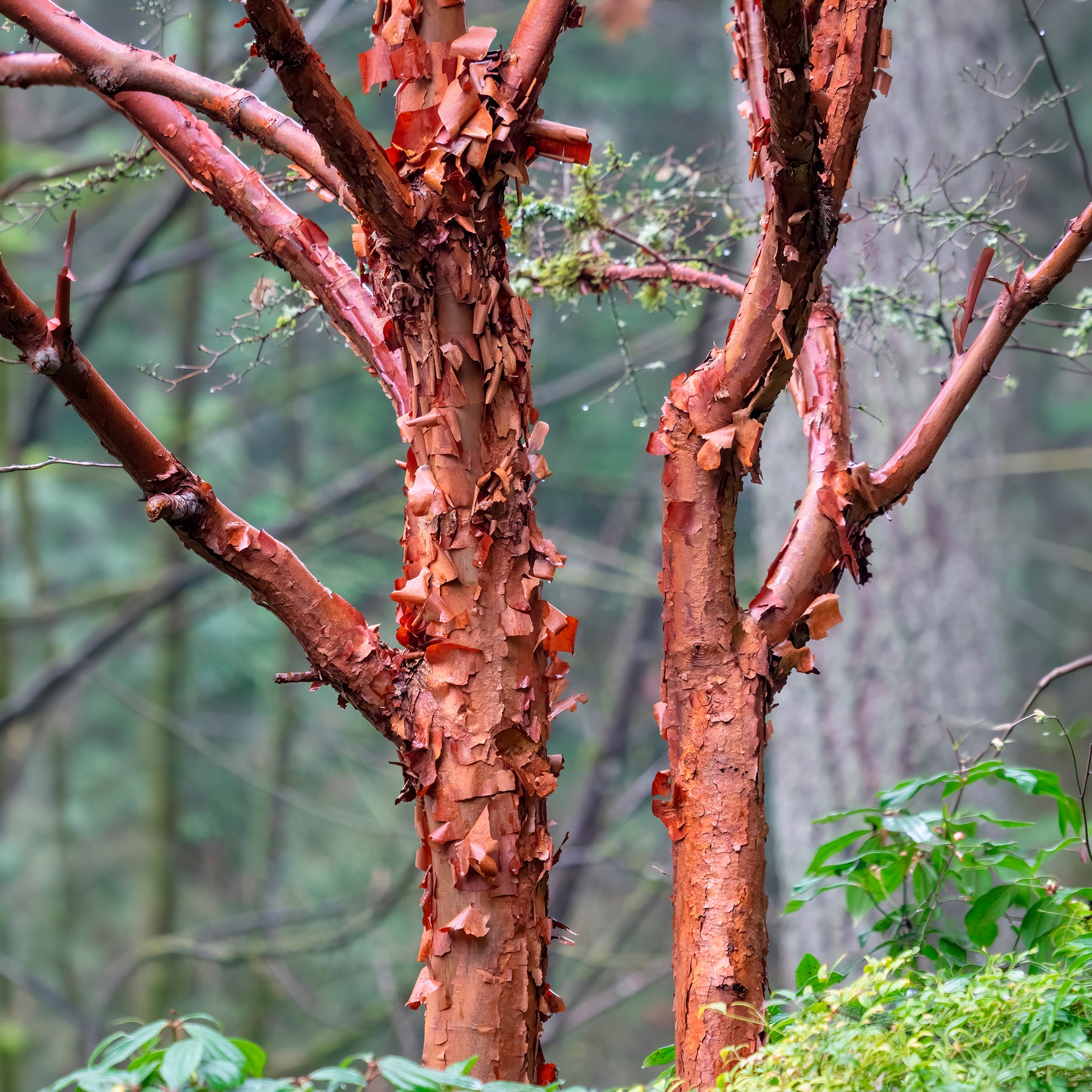 Érable à écorce de papier - Acer griseum - Willemse