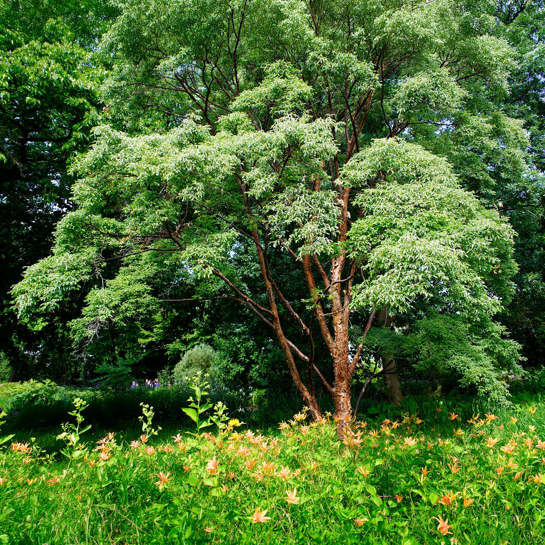 Erable du Japon - Érable à écorce de papier - Acer griseum
