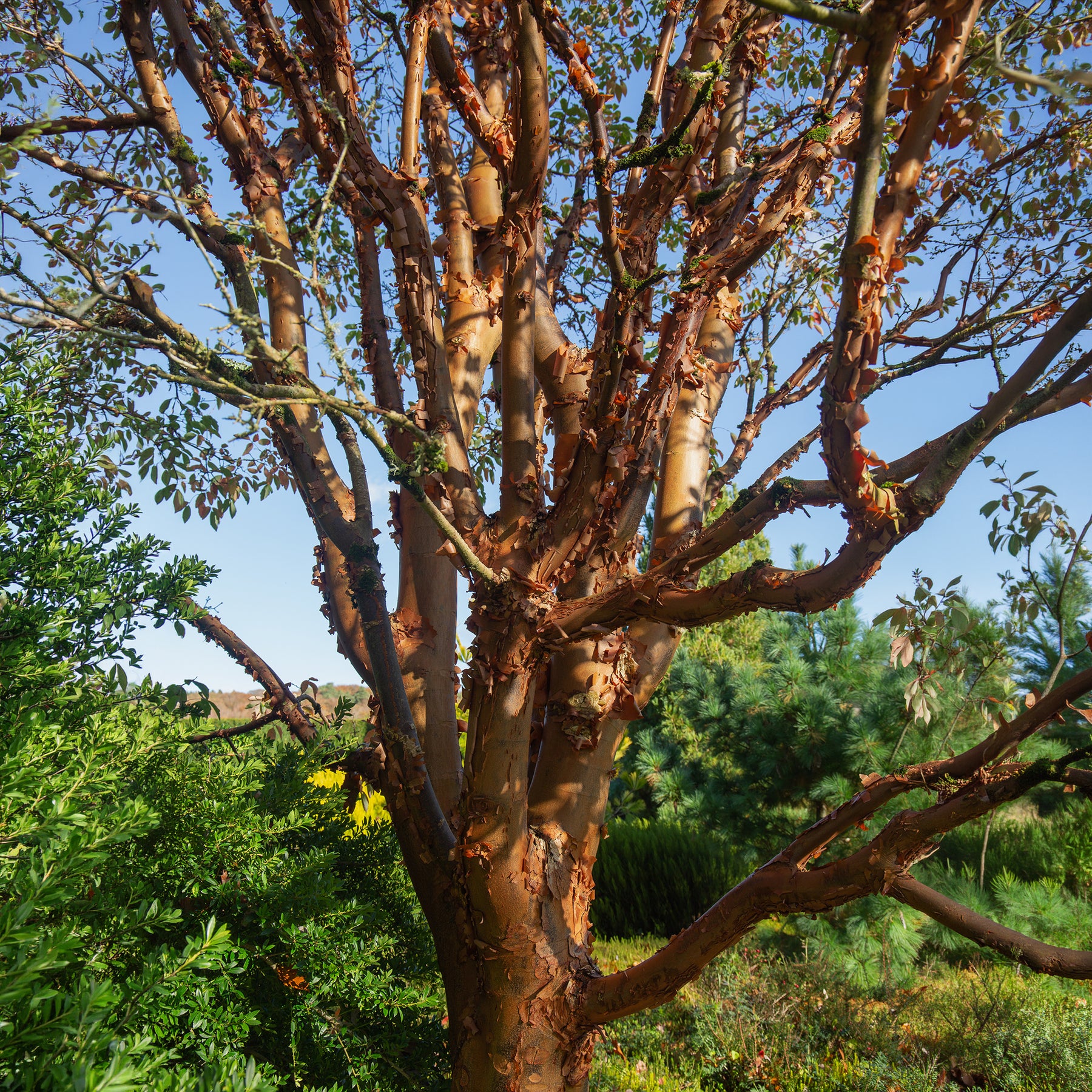 Vente Érable à écorce de papier - Acer griseum