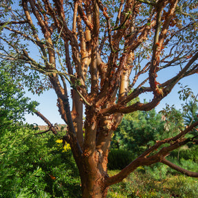 Vente Érable à écorce de papier - Acer griseum