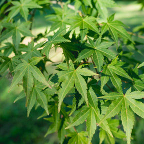 Érable du Japon - Acer palmatum - Willemse