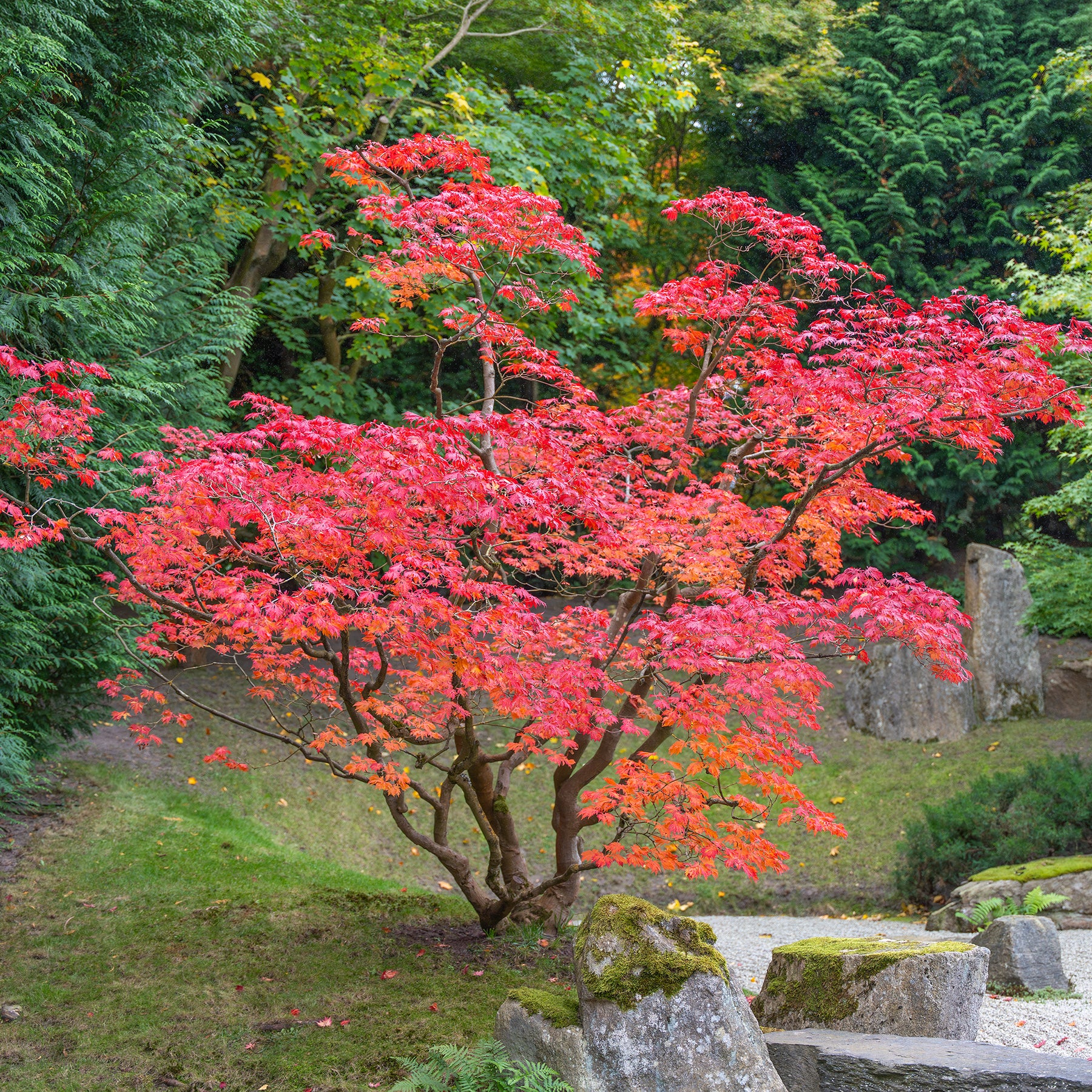 Acer palmatum - Érable du Japon - Erable du Japon