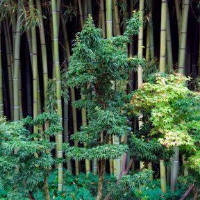 Érable du Japon Shishigashira - Acer palmatum Shishigashira - Willemse