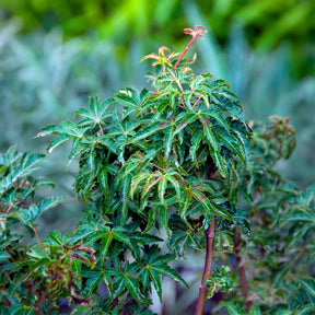 Acer palmatum Shishigashira - Érable du Japon Shishigashira - Erable du Japon