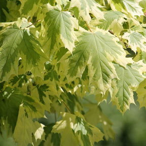 Érable plane panaché Drummondii - Acer platanoides Drummondii - Willemse