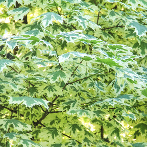 Acer platanoides Drummondii - Érable plane panaché Drummondii - Erable