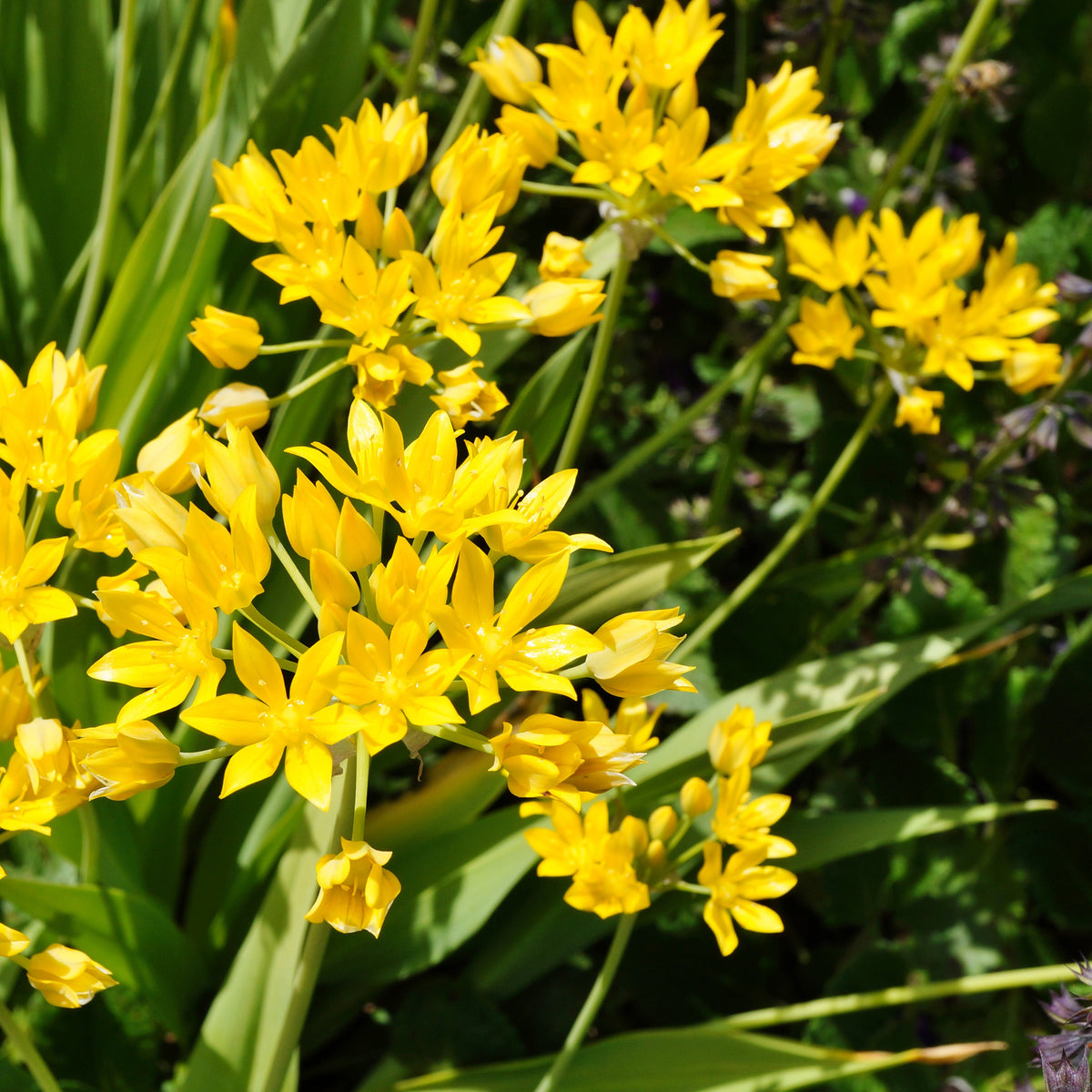 Allium doré - Willemse