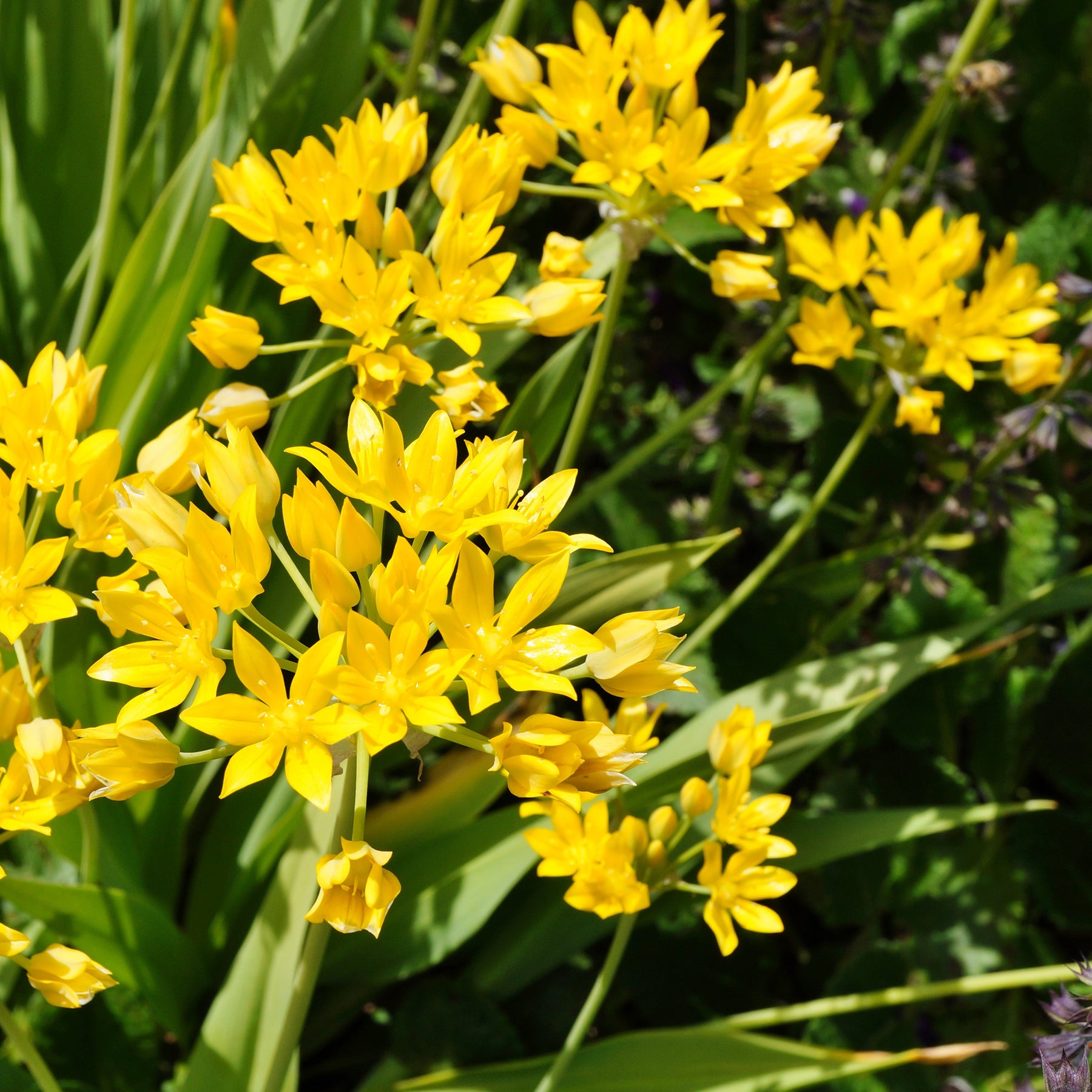 Allium doré - Willemse