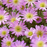 Anémone Pink Star - Willemse