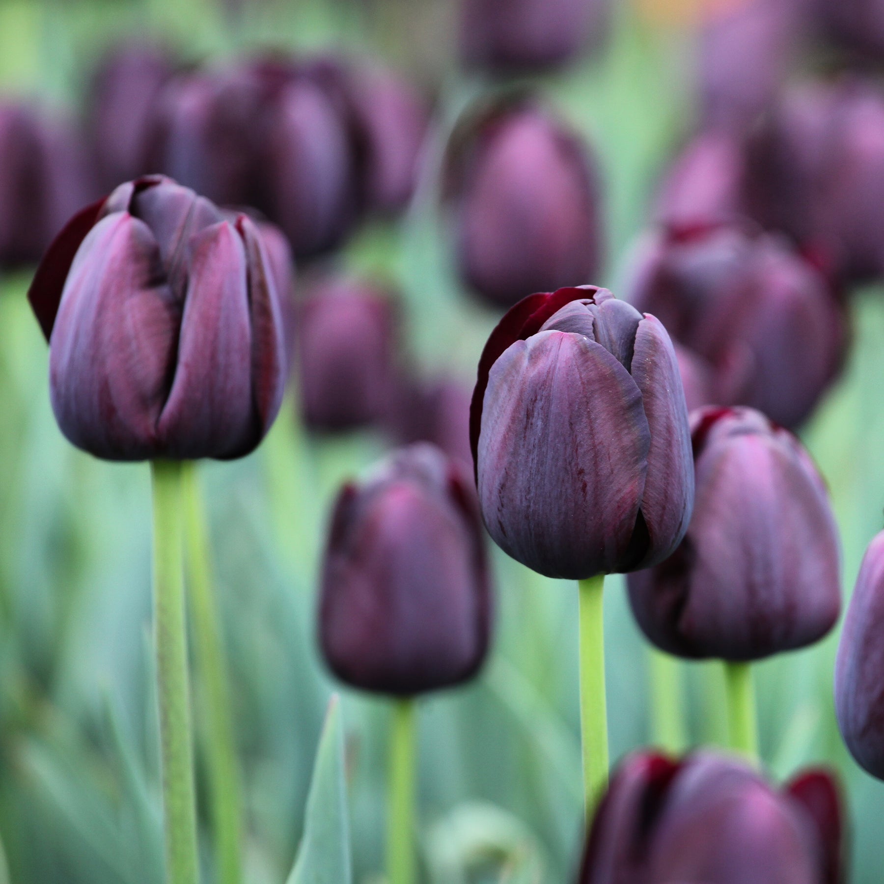  - Tulipe Queen of Night - 