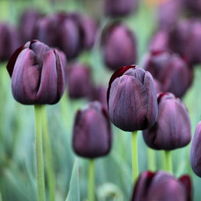  - Tulipe Queen of Night - 