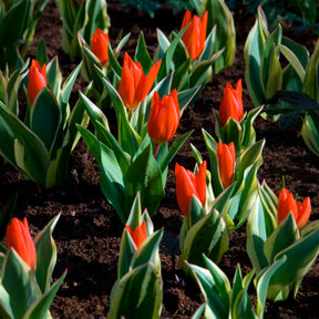 Tulipa praestans Unicum - Tulipe Unicum - 