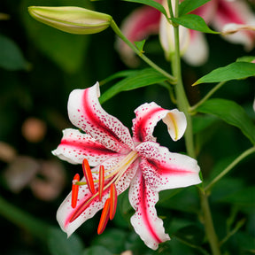 Lilium orientalis Dizzy, Muscadet, Gold Party - Trio de lis orientaux parfumés - Lis - Lys