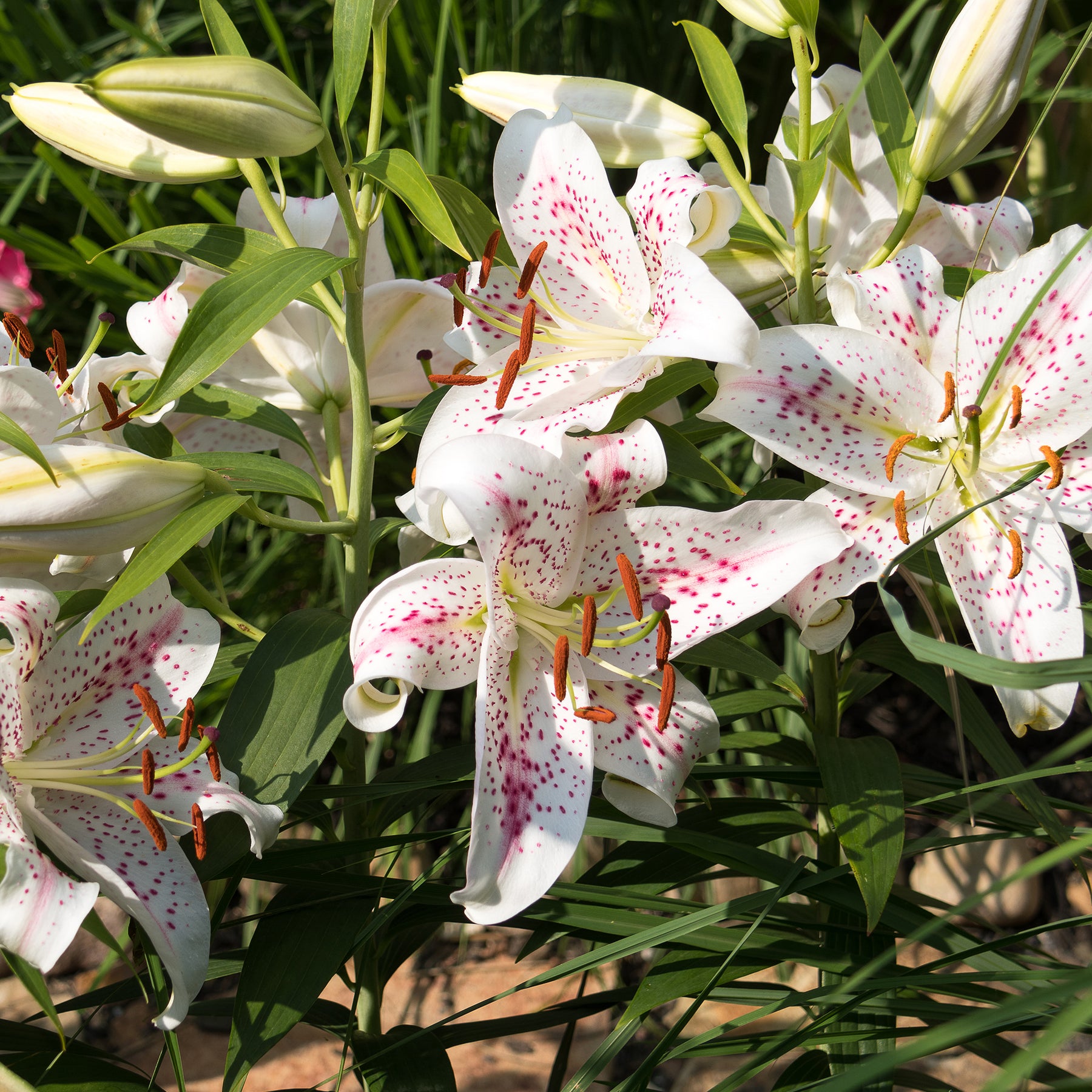 Lis - Lys - Trio de lis orientaux parfumés - Lilium orientalis Dizzy, Muscadet, Gold Party