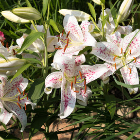 Lis - Lys - Trio de lis orientaux parfumés - Lilium orientalis Dizzy, Muscadet, Gold Party