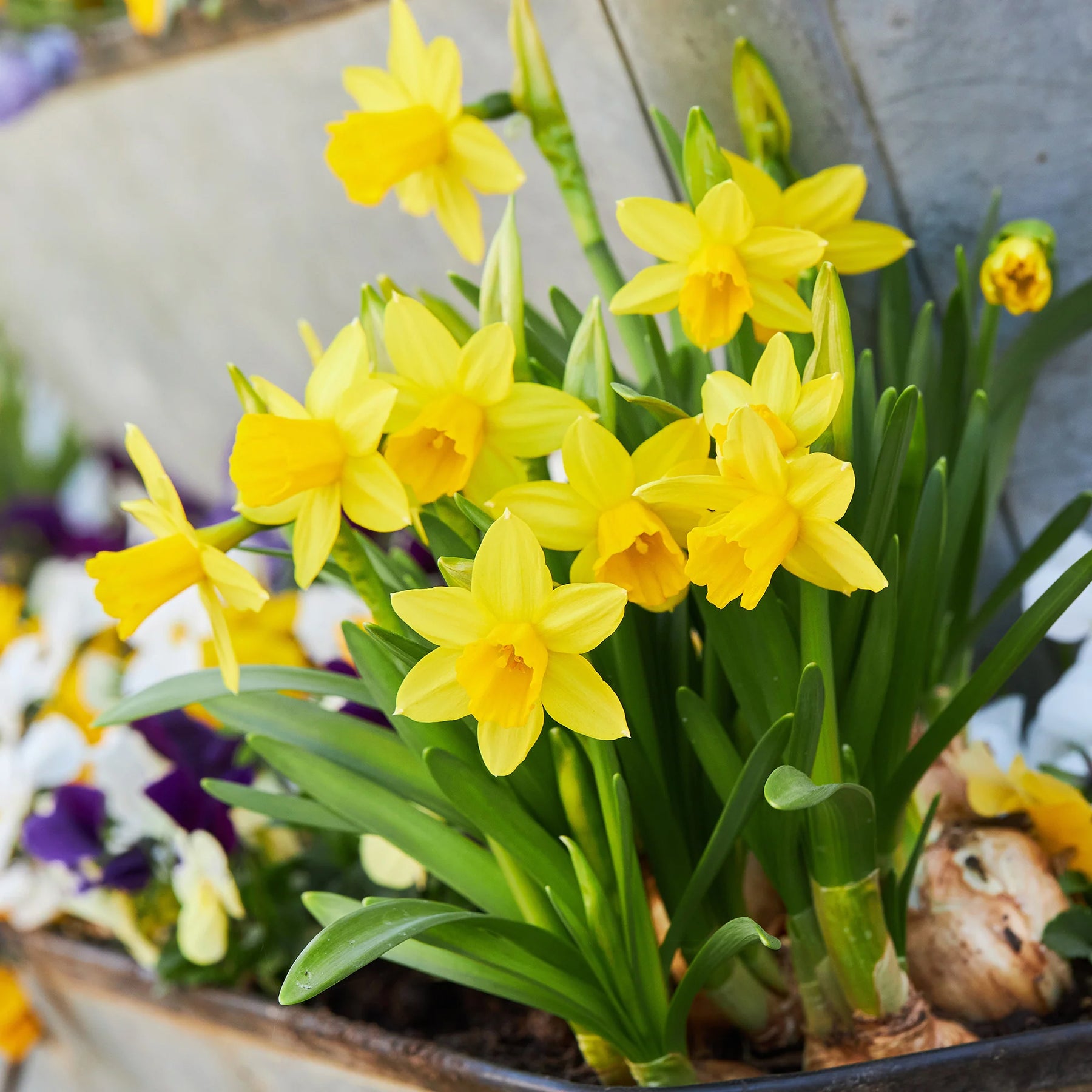 Crocus Firefly, Romance, Iris Alida, Narcissus Tête à tête - 50 bulbes  mellifères jaunes et mauves - Bulbes à floraison printanière