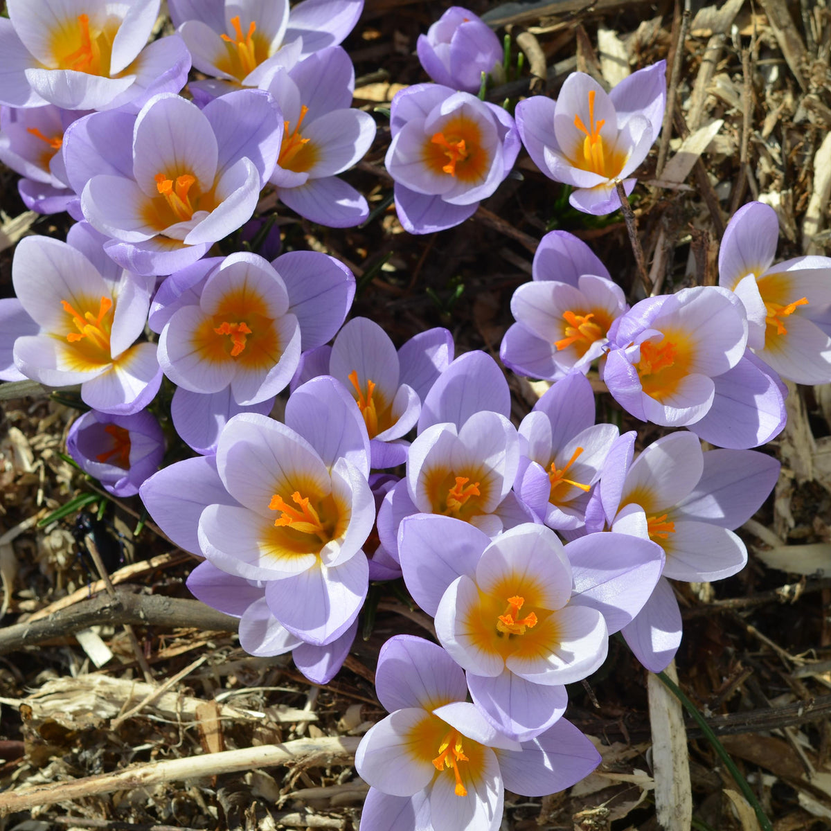 50 bulbes  mellifères jaunes et mauves - Crocus Firefly, Romance, Iris Alida, Narcissus Tête à tête - Willemse