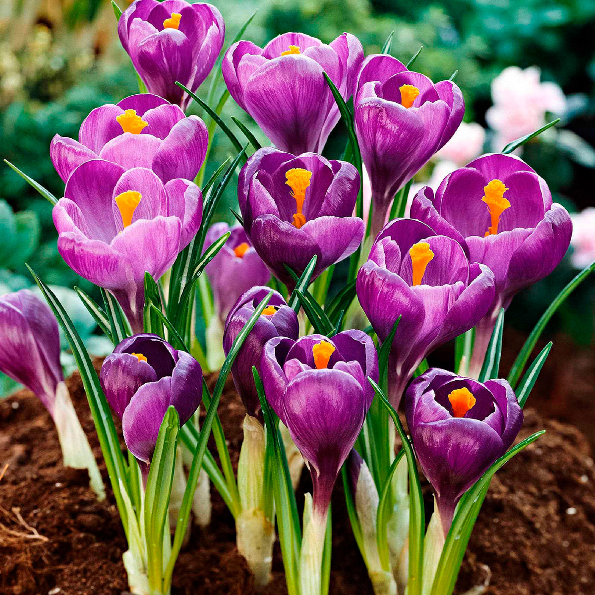 50 bulbes mellifères mauves et blancs  - Crocus Flower Record, Muscari ameniacum, Iris Purple Hill, Hyacinth Woodstock, Scilla siberica alba - Willemse