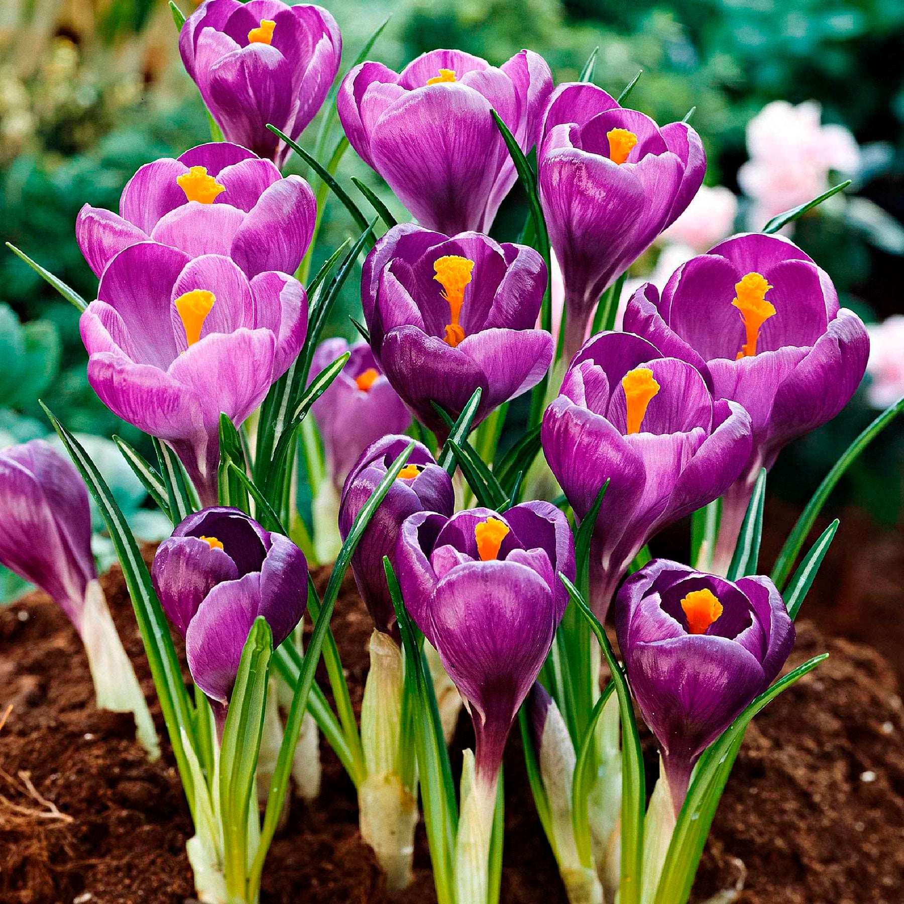 50 bulbes mellifères mauves et blancs  - Crocus Flower Record, Muscari ameniacum, Iris Purple Hill, Hyacinth Woodstock, Scilla siberica alba - Willemse